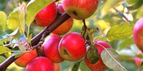 Kako posaditi stablo jabuke u proljeće korak po korak + video